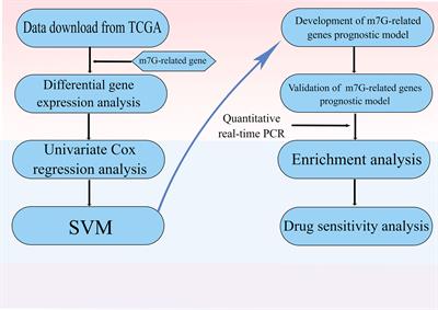 Construction and Validation of a m7G-Related Gene-Based Prognostic Model for Gastric Cancer